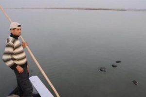 Lag&uuml;ndeki kuş &ouml;l&uuml;mleri korkuttu!