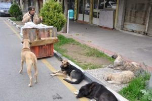 Zor kazandığı ekmeğini k&ouml;pekleriyle paylaşıyor