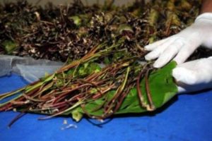 158 kilo Yemen otu ele ge&ccedil;irildi