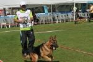 Alman &ccedil;oban k&ouml;pekleri Nil&uuml;fer'de yarışacak