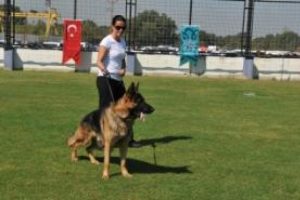 Alman &ccedil;oban k&ouml;pekleri Nil&uuml;fer'de yarışacak