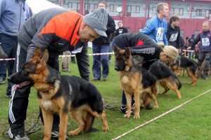 En iyi Alman k&ouml;pekleri se&ccedil;ildi