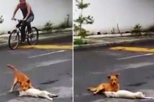 K&ouml;pekten insanlık dersi