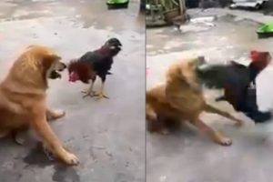 K&ouml;pekle horozun kavgasında galip kim oldu?