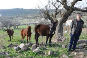 Bunlar Arap atı değil ama trakt&ouml;rlerden daha pahalı