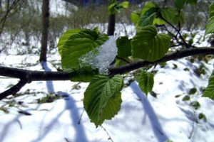 Meteorolojiden zirai don uyarısı