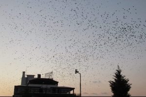 &Uuml;rk&uuml;ten manzara! Adete İstila ettiler...