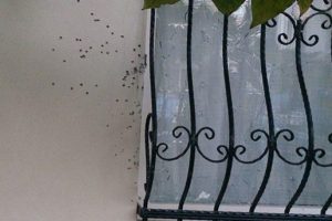 CHP'li başkanın evine silahlı saldırı