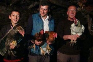 Kuş gribi, horoz sesine hasret bıraktı