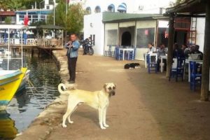 Bodrum'da 4 k&ouml;pek daha zehirlendi!