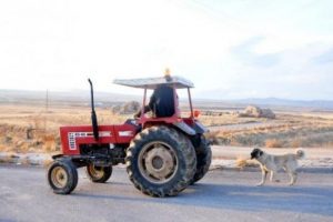 O k&ouml;peğin sahibine para cezası