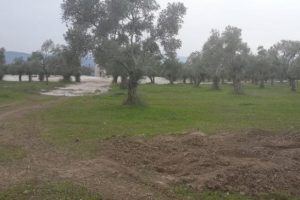 Jeotermal i&ccedil;in zeytin ağa&ccedil;larını kestiler
