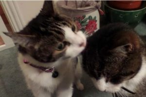 Kayıp kedi Toby, 12 yıl sonra annesine kavuştu