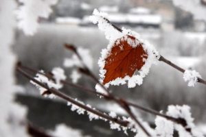 Doğu'da Sibirya soğukları: Ardahan -20