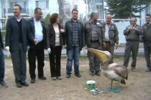 Yaralı pelikan emin ellerde
