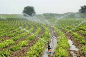 Tarımda kayıt dışı istihdam y&uuml;zde 83,9 oldu