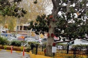 Zeki M&uuml;ren'in manolyasına koruma