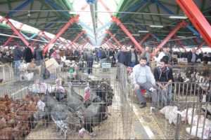 Pazarlarda hindi satışı başladı