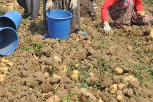 Patates fiyatını ihracat rakamları belirleyecek