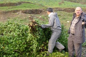 T&uuml;rkiye d&uuml;nyaya defne yaprağı ihra&ccedil; ediyor