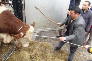 500 kiloluk boğalar sahiplerine ter d&ouml;kt&uuml;rd&uuml;