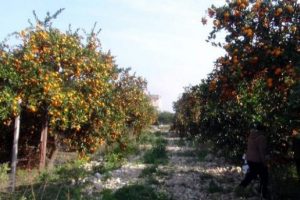 Mandalina dalında, maydanoz tarlada kaldı!