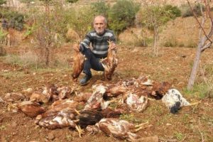 Başıboş k&ouml;pekler 30 tavuğu telef etti