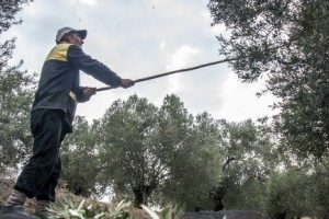 Zeytincilere makineli hasat &ccedil;ağrısı