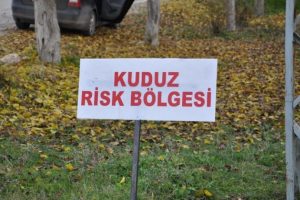 Bu b&ouml;lgede kedilerde kuduz alarmı