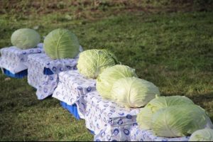 80 milli yeni lahana &ccedil;eşidi geliştirildi