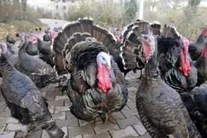 Yılbaşı yaklaştı, Hindi piyasası hareketlendi