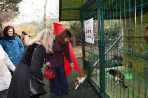 Kedi evi projesi hızla yayılıyor