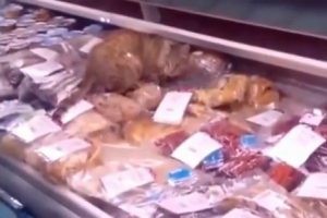 Kedi kendine &ouml;yle bir ziyafet &ccedil;ekti ki!