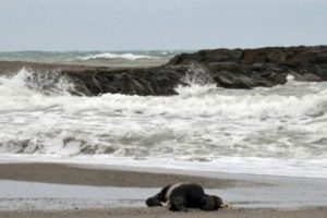 Samsun'da denizde kaybolan balık&ccedil;ının cesedi bulundu