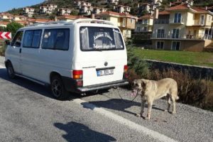 İnsanlıktan utandıran g&ouml;r&uuml;nt&uuml;ler!