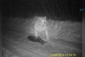 Putin'in kaplanından da bu beklenir! K&ouml;peği yedi!