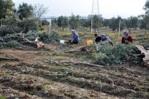 Yırca'da termik santrale ikinci durdurma