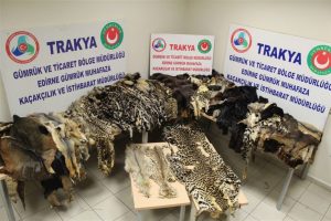 Bin 81 adet ka&ccedil;ak hayvan k&uuml;rk&uuml; ele ge&ccedil;irildi