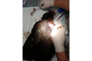 Enjekt&ouml;r yutan tavuğa operasyon