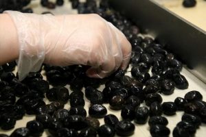 Zeytinin gen haritası &ccedil;ıkarılacak