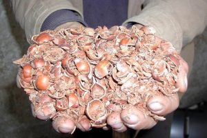 Fındık kabuğu fiyatını katladı