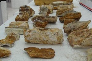 31 par&ccedil;a dinozor kemiği ele ge&ccedil;irildi!