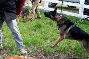 Dedesinin k&ouml;peği par&ccedil;aladı
