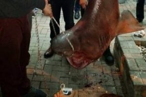 K&ouml;pek balığı ağlara takıldı