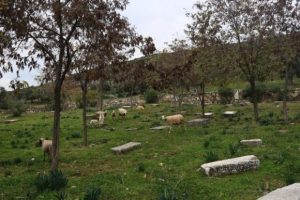 Burası bir Yahudi mezarlığı