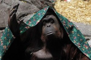Orangutanlar insanlarla aynı hakka mı sahip olacak?