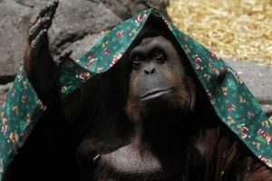 Arjantin'de bir orangutana 'insan hakları' verilecek