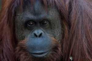Bu karar tarihe ge&ccedil;ti! Orangutan insan yerine konuldu...