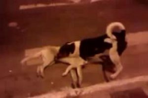 Vefalı dost...