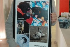 K&ouml;peklerini &ouml;ld&uuml;renlerini bulana para &ouml;d&uuml;l&uuml;